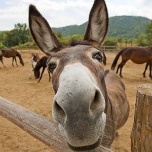 Meet your Posher, Mattias